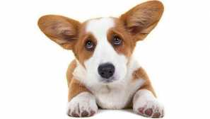 Težave z mladiči: ko trupla dobijo ušesa